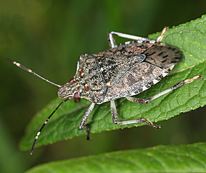 La cimice asiatica