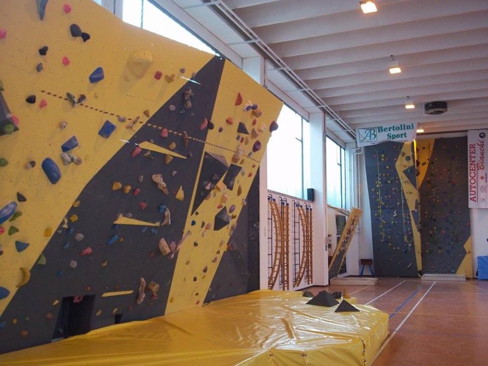 palestra felina