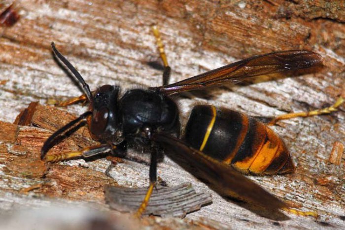 Vespa_Velutina_Graglia